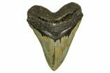 Serrated, Fossil Megalodon Tooth - North Carolina #378011-1